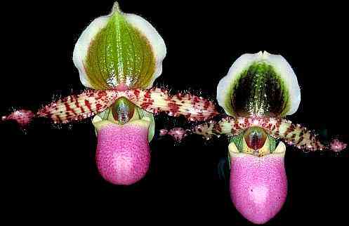 Paphiopedilum liemianum